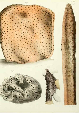 Reproducción/Reproduction 7643328352: Spongiaires de la mer Caraïbe,. Harlem,Les héritiers Loosjes,1864.