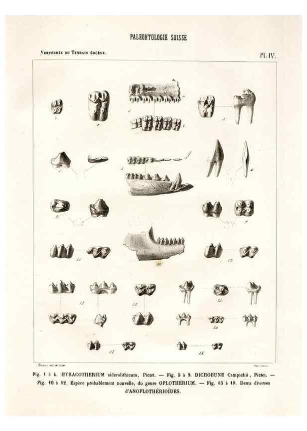 Reproducción/Reproduction 7676267050: Mémoire sur les animaux vertébrés trouvés dans le terrain sidérolitique du canton de Vaud et appartenant à la faune éocène /. Genève :Kessmann,1855-57.