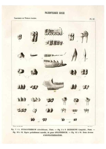 Reproducción/Reproduction 7676267050: Mémoire sur les animaux vertébrés trouvés dans le terrain sidérolitique du canton de Vaud et appartenant à la faune éocène /. Genève :Kessmann,1855-57.