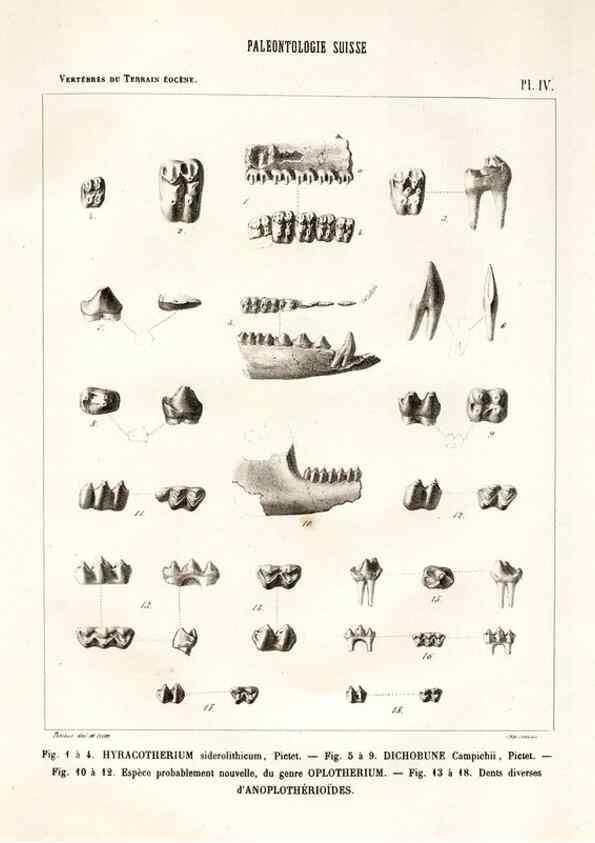 Reproducción/Reproduction 7676267050: Mémoire sur les animaux vertébrés trouvés dans le terrain sidérolitique du canton de Vaud et appartenant à la faune éocène /. Genève :Kessmann,1855-57.