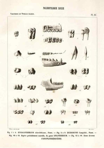 Reproducción/Reproduction 7676267050: Mémoire sur les animaux vertébrés trouvés dans le terrain sidérolitique du canton de Vaud et appartenant à la faune éocène /. Genève :Kessmann,1855-57.