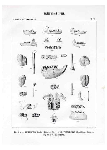 Reproducción/Reproduction 7676268522: Mémoire sur les animaux vertébrés trouvés dans le terrain sidérolitique du canton de Vaud et appartenant à la faune éocène /. Genève :Kessmann,1855-57.
