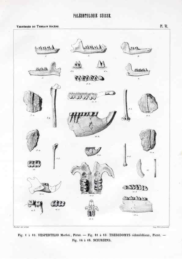 Reproducción/Reproduction 7676268522: Mémoire sur les animaux vertébrés trouvés dans le terrain sidérolitique du canton de Vaud et appartenant à la faune éocène /. Genève :Kessmann,1855-57.