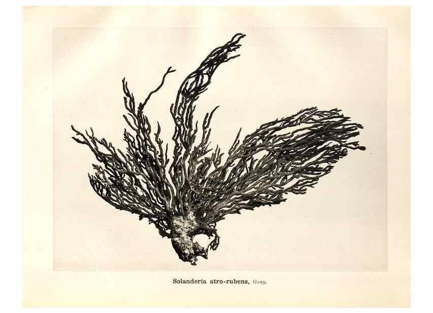 Reproducción/Reproduction 7676422768: Spongiologische Beiträge /. Leipzig :C.F. Winter'sche,1892.