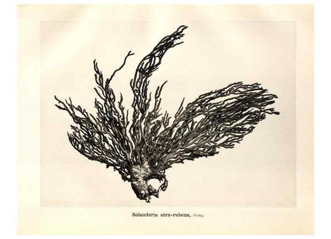 Reproducción/Reproduction 7676422768: Spongiologische Beiträge /. Leipzig :C.F. Winter'sche,1892.