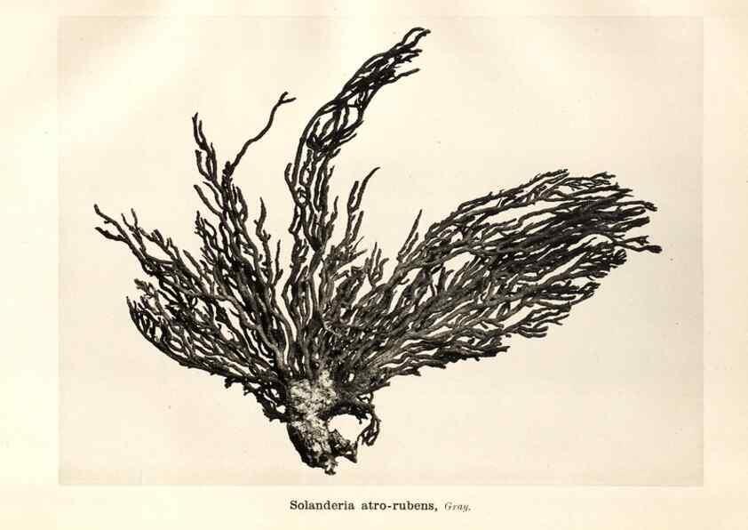 Reproducción/Reproduction 7676422768: Spongiologische Beiträge /. Leipzig :C.F. Winter'sche,1892.