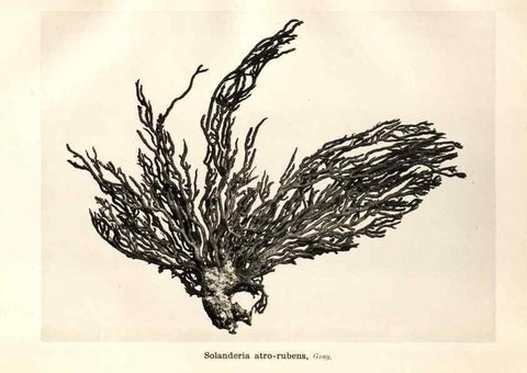 Reproducción/Reproduction 7676422768: Spongiologische Beiträge /. Leipzig :C.F. Winter'sche,1892.
