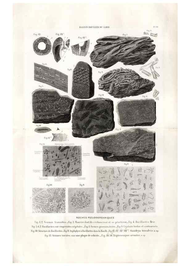 Reproducción/Reproduction 7676539202: Géologie et paléontologie du bassin houiller du Gard /. Saint-Etienne :Théolier,1890.