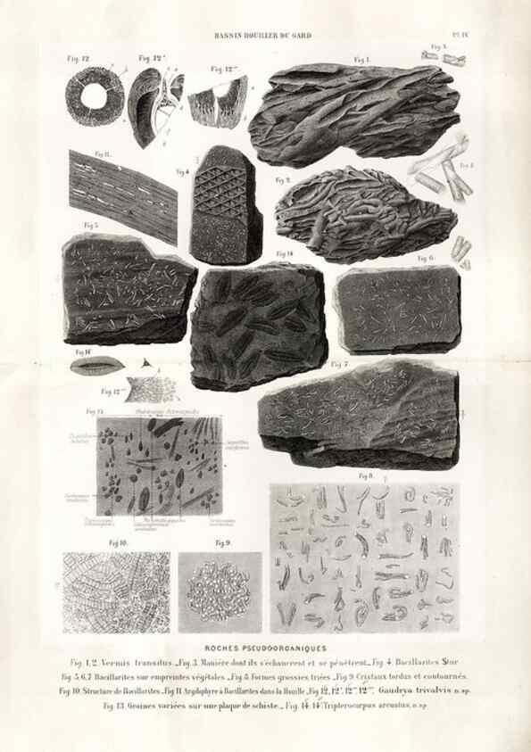 Reproducción/Reproduction 7676539202: Géologie et paléontologie du bassin houiller du Gard /. Saint-Etienne :Théolier,1890.