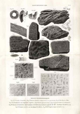 Reproducción/Reproduction 7676539202: Géologie et paléontologie du bassin houiller du Gard /. Saint-Etienne :Théolier,1890.