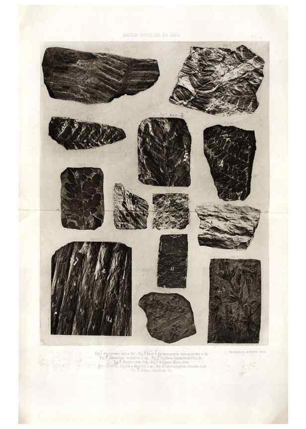 Reproducción/Reproduction 7676540136: Géologie et paléontologie du bassin houiller du Gard /. Saint-Etienne :Théolier,1890.