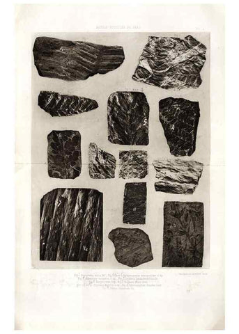 Reproducción/Reproduction 7676540136: Géologie et paléontologie du bassin houiller du Gard /. Saint-Etienne :Théolier,1890.