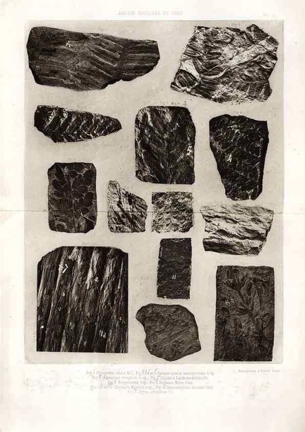 Reproducción/Reproduction 7676540136: Géologie et paléontologie du bassin houiller du Gard /. Saint-Etienne :Théolier,1890.