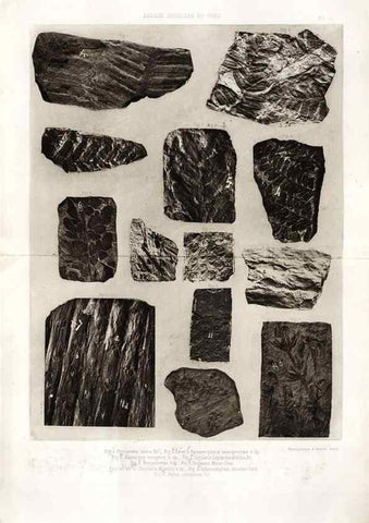 Reproducción/Reproduction 7676540136: Géologie et paléontologie du bassin houiller du Gard /. Saint-Etienne :Théolier,1890.