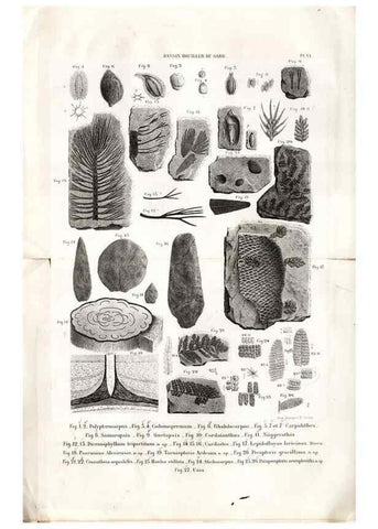 Reproducción/Reproduction 7676541358: Géologie et paléontologie du bassin houiller du Gard /. Saint-Etienne :Théolier,1890.