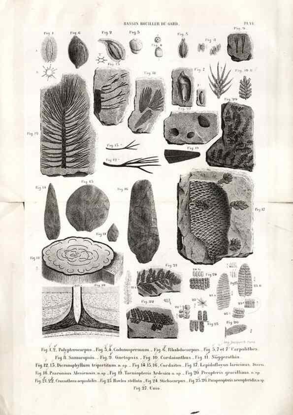 Reproducción/Reproduction 7676541358: Géologie et paléontologie du bassin houiller du Gard /. Saint-Etienne :Théolier,1890.