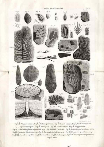 Reproducción/Reproduction 7676541358: Géologie et paléontologie du bassin houiller du Gard /. Saint-Etienne :Théolier,1890.