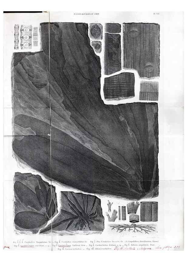Reproducción/Reproduction 7676543070: Géologie et paléontologie du bassin houiller du Gard /. Saint-Etienne :Théolier,1890.