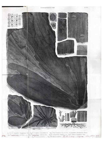 Reproducción/Reproduction 7676543070: Géologie et paléontologie du bassin houiller du Gard /. Saint-Etienne :Théolier,1890.