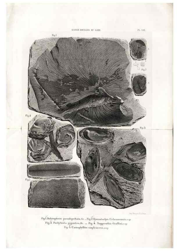 Reproducción/Reproduction 7676544152: Géologie et paléontologie du bassin houiller du Gard /. Saint-Etienne :Théolier,1890.