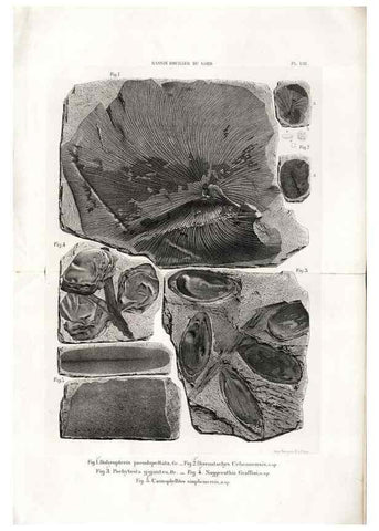 Reproducción/Reproduction 7676544152: Géologie et paléontologie du bassin houiller du Gard /. Saint-Etienne :Théolier,1890.