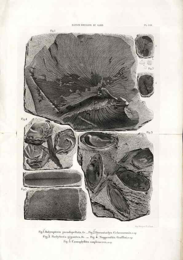Reproducción/Reproduction 7676544152: Géologie et paléontologie du bassin houiller du Gard /. Saint-Etienne :Théolier,1890.