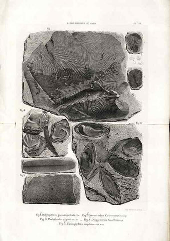 Reproducción/Reproduction 7676544152: Géologie et paléontologie du bassin houiller du Gard /. Saint-Etienne :Théolier,1890.