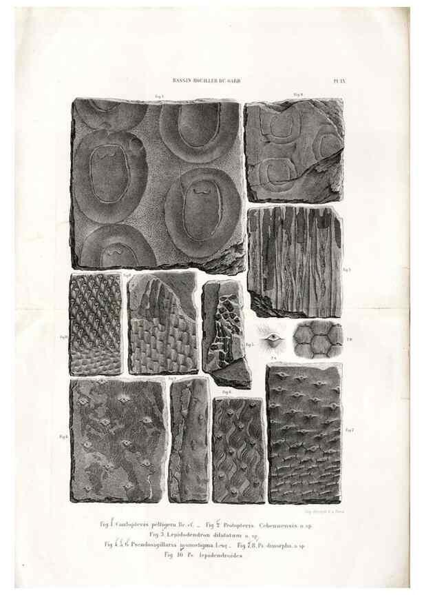 Reproducción/Reproduction 7676545140: Géologie et paléontologie du bassin houiller du Gard /. Saint-Etienne :Théolier,1890.