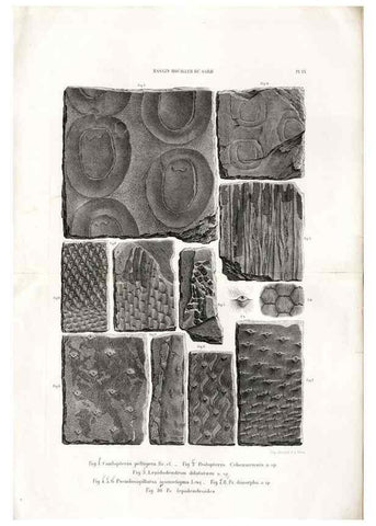 Reproducción/Reproduction 7676545140: Géologie et paléontologie du bassin houiller du Gard /. Saint-Etienne :Théolier,1890.