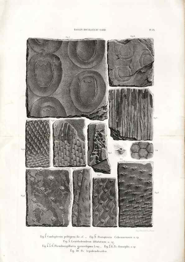 Reproducción/Reproduction 7676545140: Géologie et paléontologie du bassin houiller du Gard /. Saint-Etienne :Théolier,1890.