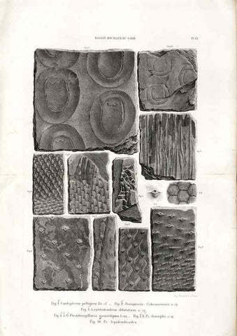 Reproducción/Reproduction 7676545140: Géologie et paléontologie du bassin houiller du Gard /. Saint-Etienne :Théolier,1890.
