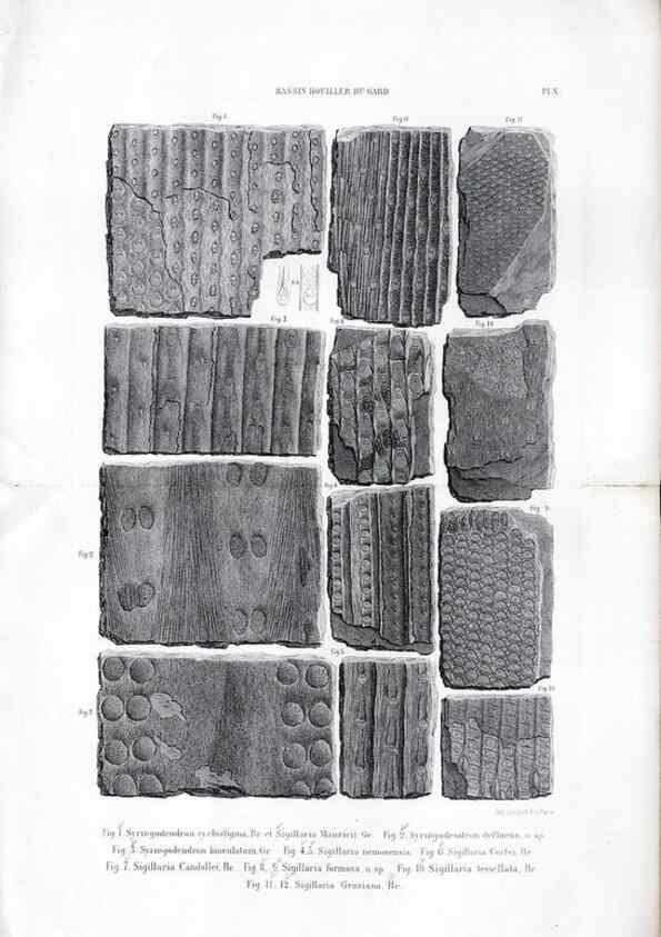 Reproducción/Reproduction 7676546162: Géologie et paléontologie du bassin houiller du Gard /. Saint-Etienne :Théolier,1890.