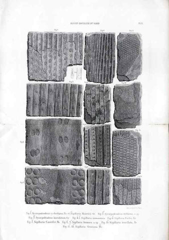 Reproducción/Reproduction 7676546162: Géologie et paléontologie du bassin houiller du Gard /. Saint-Etienne :Théolier,1890.