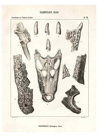 Reproducción/Reproduction 7676269334: Mémoire sur les animaux vertébrés trouvés dans le terrain sidérolitique du canton de Vaud et appartenant à la faune éocène /. Genève :Kessmann,1855-57.