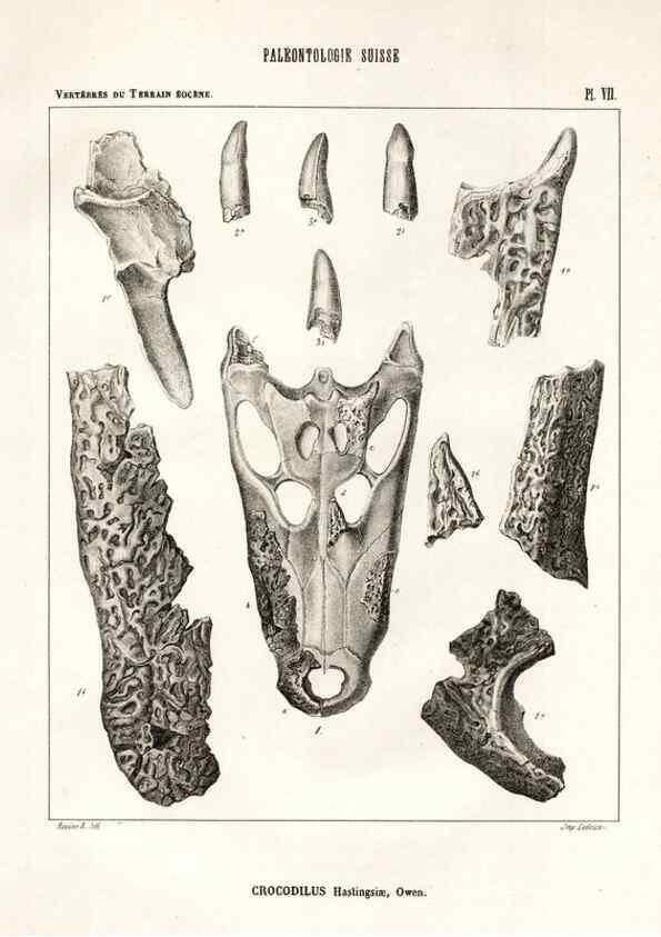 Reproducción/Reproduction 7676269334: Mémoire sur les animaux vertébrés trouvés dans le terrain sidérolitique du canton de Vaud et appartenant à la faune éocène /. Genève :Kessmann,1855-57.