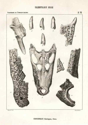 Reproducción/Reproduction 7676269334: Mémoire sur les animaux vertébrés trouvés dans le terrain sidérolitique du canton de Vaud et appartenant à la faune éocène /. Genève :Kessmann,1855-57.
