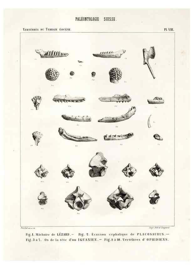 Reproducción/Reproduction 7676270172: Mémoire sur les animaux vertébrés trouvés dans le terrain sidérolitique du canton de Vaud et appartenant à la faune éocène /. Genève :Kessmann,1855-57.