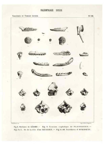 Reproducción/Reproduction 7676270172: Mémoire sur les animaux vertébrés trouvés dans le terrain sidérolitique du canton de Vaud et appartenant à la faune éocène /. Genève :Kessmann,1855-57.