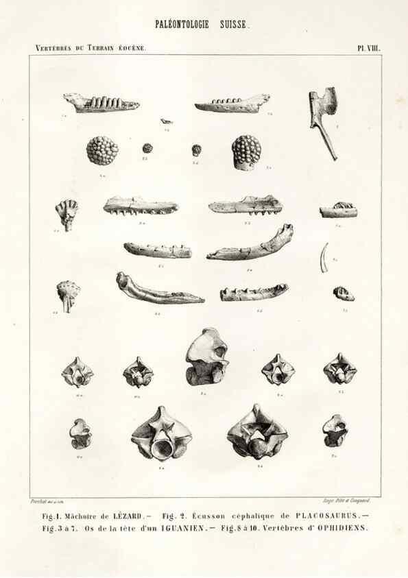 Reproducción/Reproduction 7676270172: Mémoire sur les animaux vertébrés trouvés dans le terrain sidérolitique du canton de Vaud et appartenant à la faune éocène /. Genève :Kessmann,1855-57.
