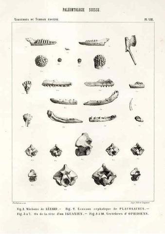 Reproducción/Reproduction 7676270172: Mémoire sur les animaux vertébrés trouvés dans le terrain sidérolitique du canton de Vaud et appartenant à la faune éocène /. Genève :Kessmann,1855-57.
