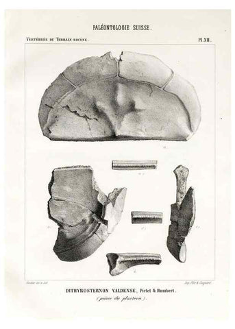 Reproducción/Reproduction 7676273552: Mémoire sur les animaux vertébrés trouvés dans le terrain sidérolitique du canton de Vaud et appartenant à la faune éocène /. Genève :Kessmann,1855-57.