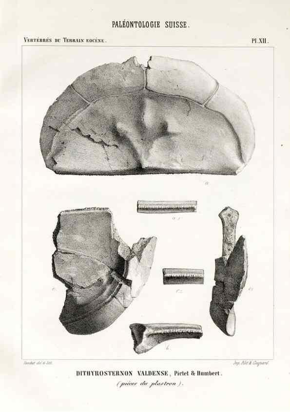 Reproducción/Reproduction 7676273552: Mémoire sur les animaux vertébrés trouvés dans le terrain sidérolitique du canton de Vaud et appartenant à la faune éocène /. Genève :Kessmann,1855-57.