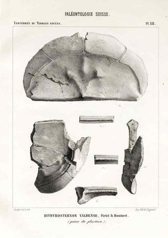 Reproducción/Reproduction 7676273552: Mémoire sur les animaux vertébrés trouvés dans le terrain sidérolitique du canton de Vaud et appartenant à la faune éocène /. Genève :Kessmann,1855-57.