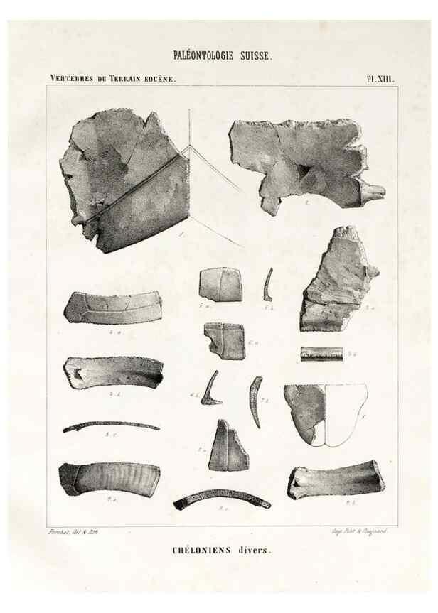 Reproducción/Reproduction 7676274426: Mémoire sur les animaux vertébrés trouvés dans le terrain sidérolitique du canton de Vaud et appartenant à la faune éocène /. Genève :Kessmann,1855-57.