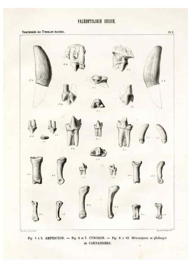 Reproducción/Reproduction 7676267804: Mémoire sur les animaux vertébrés trouvés dans le terrain sidérolitique du canton de Vaud et appartenant à la faune éocène /. Genève :Kessmann,1855-57.
