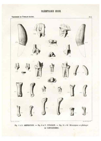 Reproducción/Reproduction 7676267804: Mémoire sur les animaux vertébrés trouvés dans le terrain sidérolitique du canton de Vaud et appartenant à la faune éocène /. Genève :Kessmann,1855-57.
