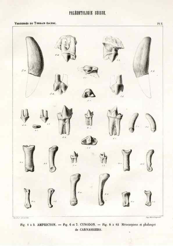 Reproducción/Reproduction 7676267804: Mémoire sur les animaux vertébrés trouvés dans le terrain sidérolitique du canton de Vaud et appartenant à la faune éocène /. Genève :Kessmann,1855-57.