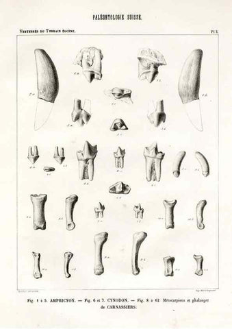 Reproducción/Reproduction 7676267804: Mémoire sur les animaux vertébrés trouvés dans le terrain sidérolitique du canton de Vaud et appartenant à la faune éocène /. Genève :Kessmann,1855-57.