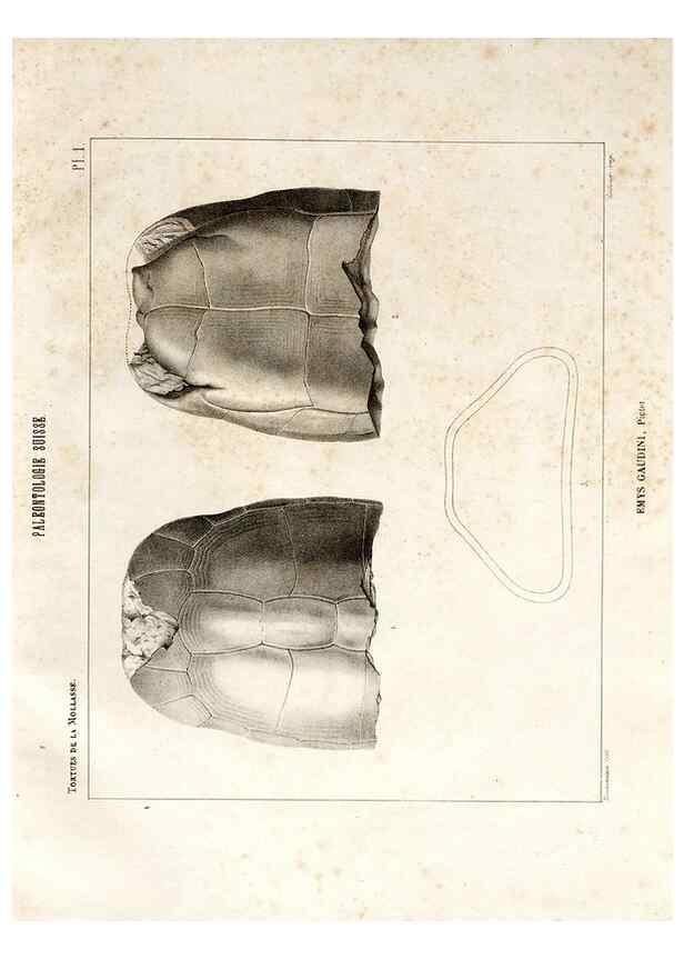 Reproducción/Reproduction 7676275496: Mémoire sur les animaux vertébrés trouvés dans le terrain sidérolitique du canton de Vaud et appartenant à la faune éocène /. Genève :Kessmann,1855-57.