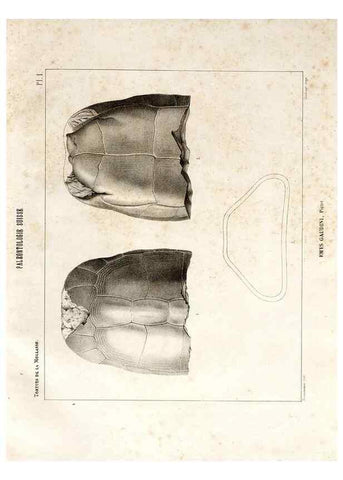 Reproducción/Reproduction 7676275496: Mémoire sur les animaux vertébrés trouvés dans le terrain sidérolitique du canton de Vaud et appartenant à la faune éocène /. Genève :Kessmann,1855-57.